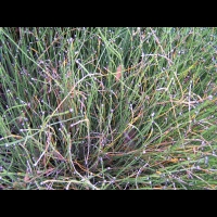 Equisetum Variegatum (fam Equisetacees) (Europe, Asie, Am. du nord) (1)